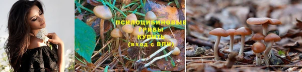 прущие грибы Балахна